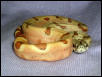 Salmon Boa