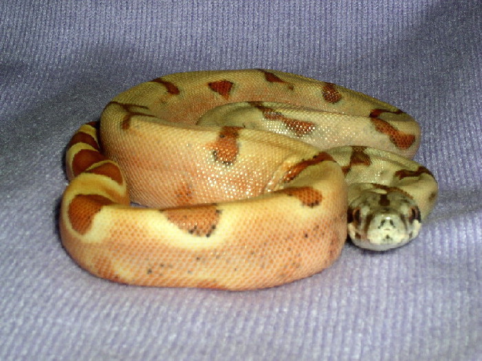 Salmon Boa