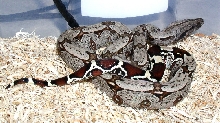 Pepper