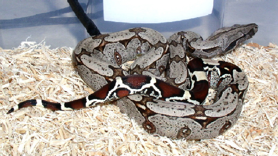 Pepper
