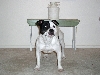 Staffie Bull