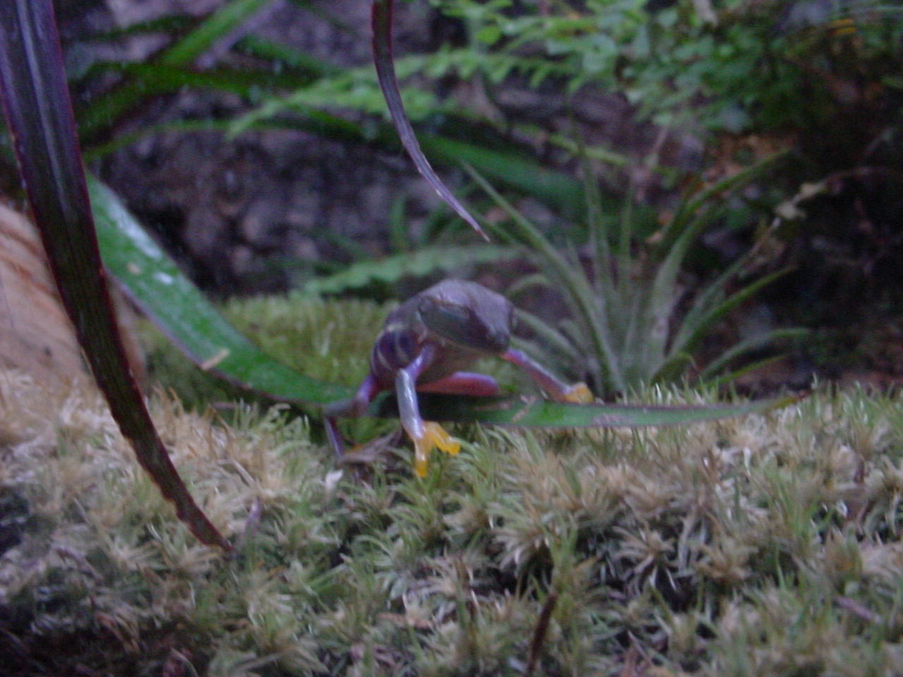 red eye froglet eating