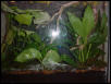 tree frog tank