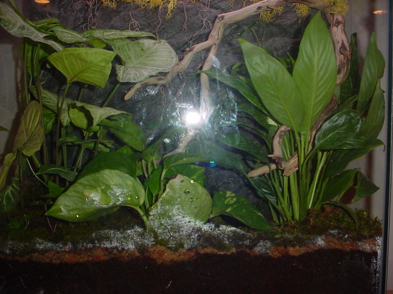 tree frog tank