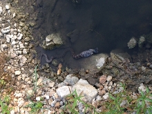 Snake 1