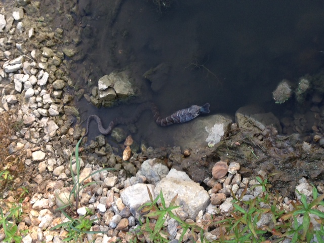 Snake 1