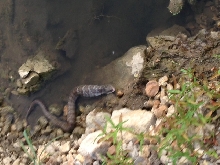 Snake 2