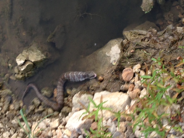 Snake 2