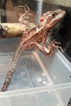 basilisk