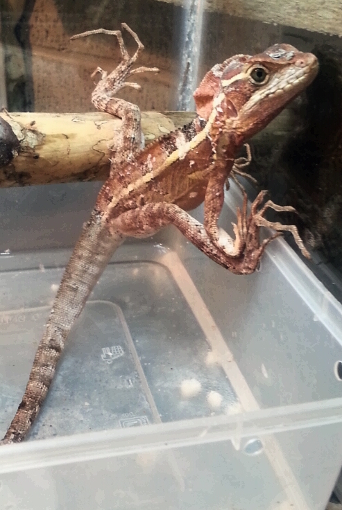 basilisk