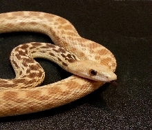 Hypomelanistic Pituophis catenifer annectens