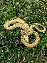 Hypomelanistic Pituophis catenifer annectens