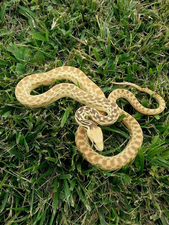 Hypomelanistic Pituophis catenifer annectens