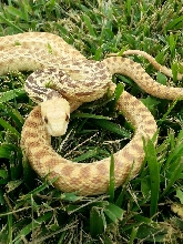 Hypomelanistic Pituophis catenifer annectens