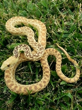 Hypomelanistic Pituophis catenifer annectens