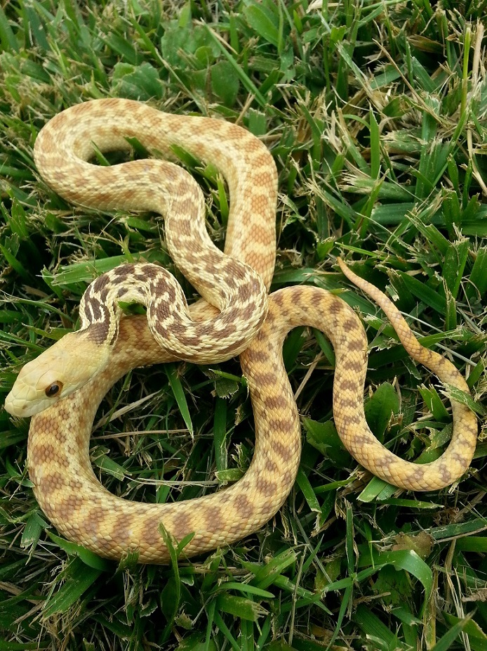 Hypomelanistic Pituophis catenifer annectens