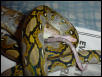 RETIC!