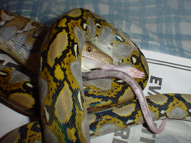 RETIC!