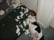 I didnt do it!