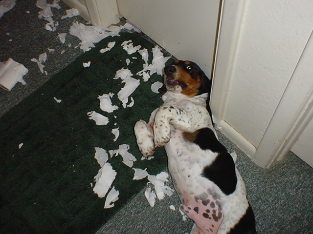 I didnt do it!