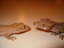Babies