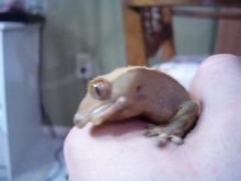 Crested Gecko MBD