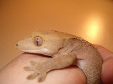 Clyde