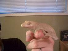 Crested Gecko male