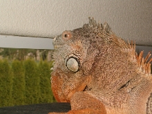 Messenger looking out the window