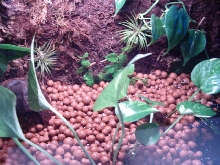 Dart Frog Terrarium
