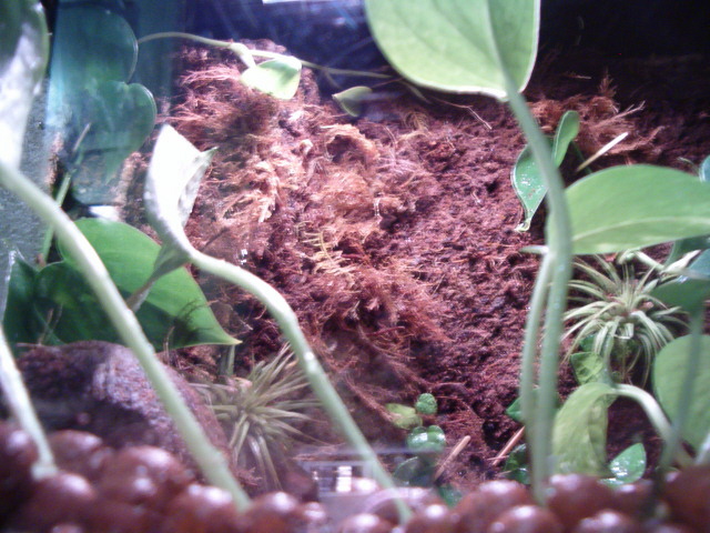Dart Frog Terrarium