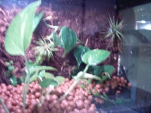 Dart Frog Terrarium