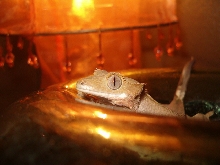 Willow and the Orb