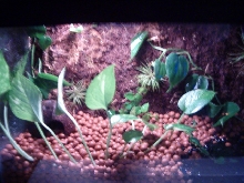 New Dart Terrarium
