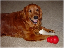 Buddy Bear