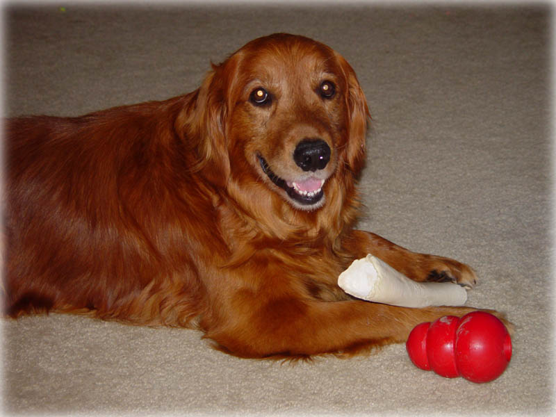 Buddy Bear