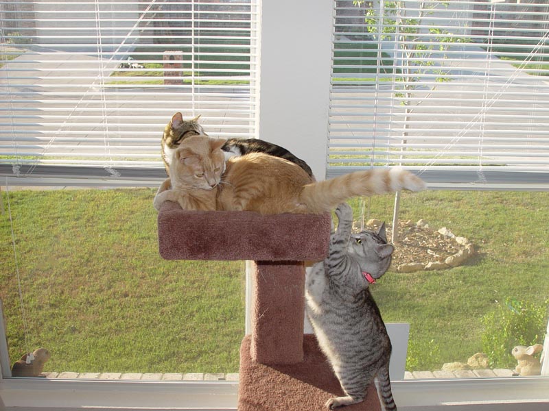 The cats playing