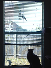 Dusty, bird watching