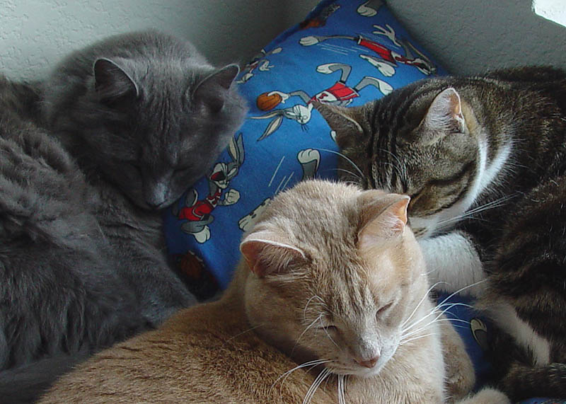 Orion, Dusty, and Nayati
