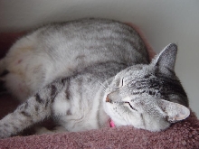 PrincessKitty
