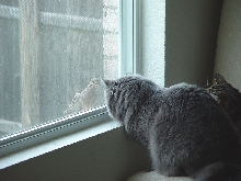 The stare down