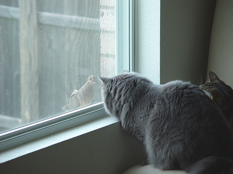 The stare down