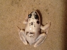 Frog1