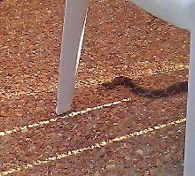 King Snake?