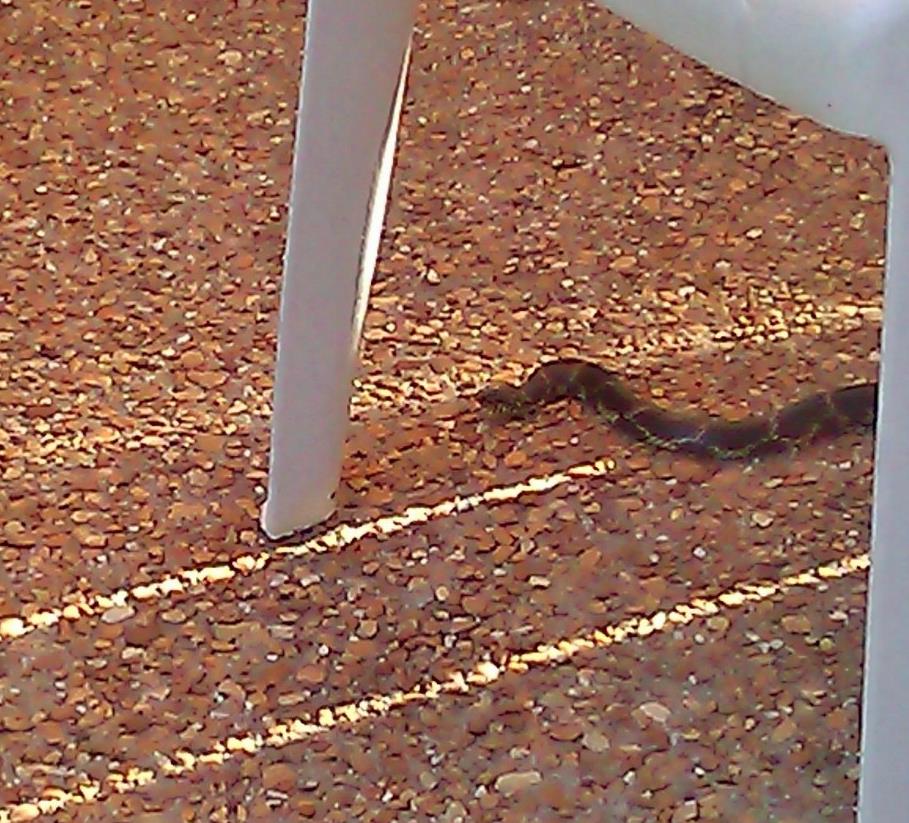 King Snake?