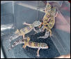 4 female leo's