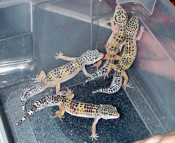 4 female leo's