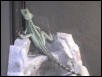 Loki on the waterfall