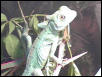 Loki on a plant again