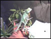 Loki on a plant again again
